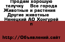 Продам хорошую телучку. - Все города Животные и растения » Другие животные   . Ненецкий АО,Хонгурей п.